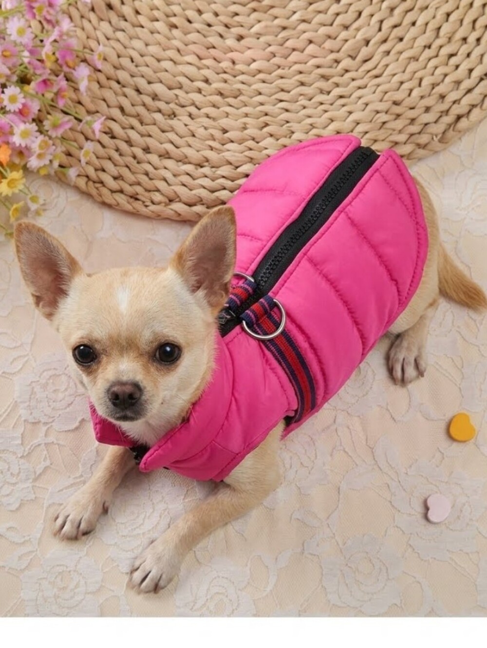 Dog's Jacket S